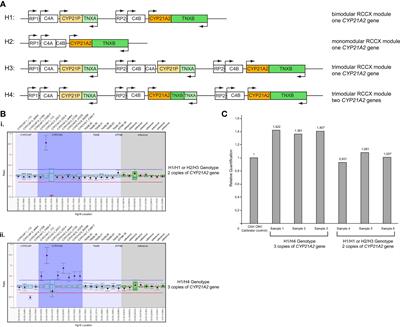 The pathogenic p.Gln319Ter variant is not causing congenital adrenal hyperplasia when inherited in one of the duplicated CYP21A2 genes